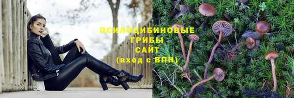 сатива Белокуриха